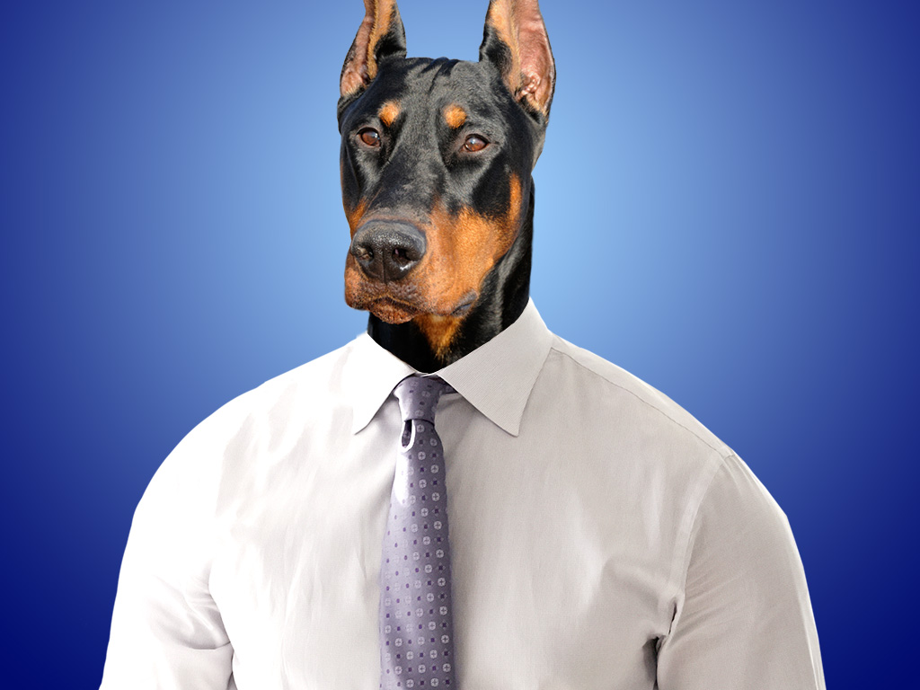 Suits As Dogs USA Network